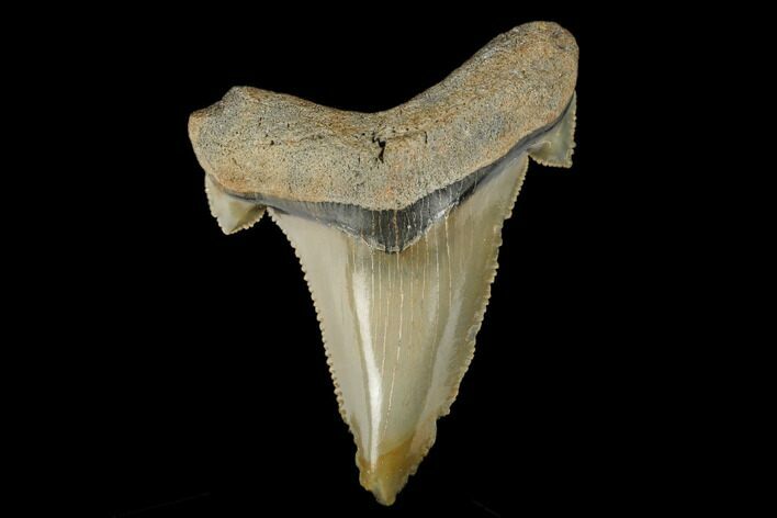 Serrated, Fossil Auriculatus Tooth - North Carolina #173786